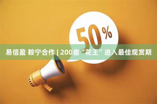 易信盈 鞍宁合作 | 200亩“花王”进入最佳观赏期
